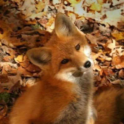 Fox Everyday Profile