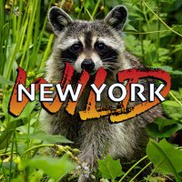 🦉Wild🦅New🐋York 🗽 (@wildnewyorkshow) 's Twitter Profile Photo 🦉Wild🦅New🐋York 🗽 (@wildnewyorkshow) 's Twitter Profile Photo