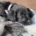 Becca the Sprocker (@beccapuppy25) Twitter profile photo Becca the Sprocker (@beccapuppy25) Twitter profile photo