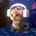Dr Pepper, PhD (@evie1yn) Twitter profile photo Dr Pepper, PhD (@evie1yn) Twitter profile photo