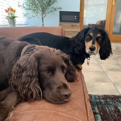 Hi. I’m Alfie the working cocker spaniel (unemployed). And little sis fur Lola. Living the dream. Causing mayhem. 🏴 🐾 💕