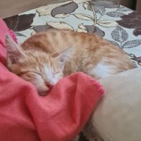 Tuki🐈 (@thelordtuki) 's Twitter Profile