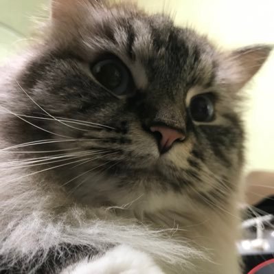 田舎暮らしをしてます写真を撮りはじめました。目についた色々な物を撮ってます。カメラの機能がなんなのか良く分かってないオバちゃんです😅😓😅わかるよう頑張るぞー💪(画像編集は出来ません😓)主にお花の写真で時々猫写真をアップしてます😊犬派でしたが猫さんとの出会いで猫さん沼にハマってます😆