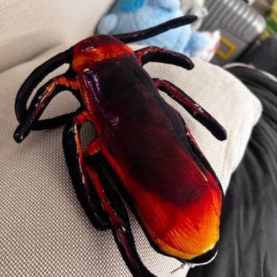 sullin’s cockroach • s25