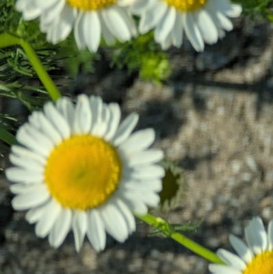 Buhgaming23's profile picture. Male/19/T h e g a y