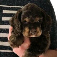Mark Thompson (@david27915) 's Twitter Profile