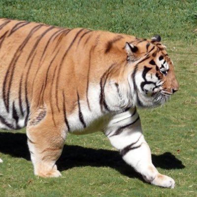 honkeytimes's profile picture. Goober