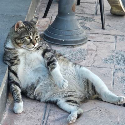 Akittttttttman's profile picture. Network Engineer👨‍💻,Gamer🎮
مهندس شبکه مملکت که بخاطر نداشتن آینده تو مملکت خودش مهاجرت کرده