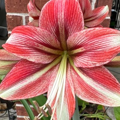 LizzySqueaks's profile picture. Lover of language, particularly the salty kind. I hate three things: pedophiles, people who harm children, and anyone who protects them.