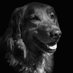 BmtDogDad (@brettthomforde) Twitter profile photo BmtDogDad (@brettthomforde) Twitter profile photo