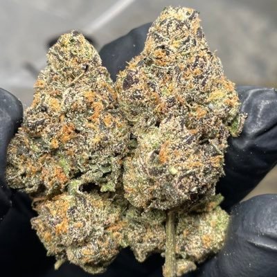 STAY LOCKED IN BEST TAGS IN THE GAME 🎫💎 WE SHIP TO ALL STATES 🌴 DO CHECK ALL LINKS ON BIO TO BE UPDATED TELEGRAM CHANNEL https://t.co/TFIxZxs6jj