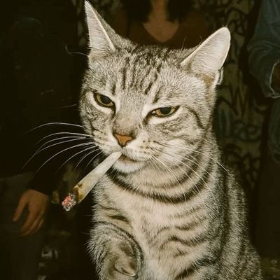 kayan_kedi_313's profile picture. Anlık olarak aklıma gelenleri paylaşıyorum | Mihman