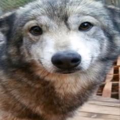 ⋆。˚✧・゚: Monster fucker & furry ✧。˚⋆ ⋆ Obsessed with everything feral, filthy & fucked up ⋆ ✧ Soft spot for puppies ✧ ⋆ zoos, pedos etc. DNI +18 。˚✧・゚⋆