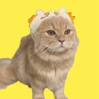り💛 (@tamshuto817) Twitter profile photo