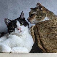temma.usg (@temma_u) 's Twitter Profile