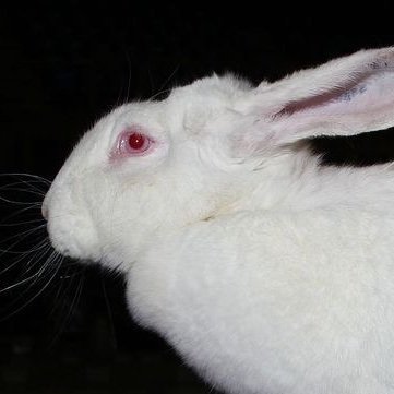 STARFUCKER102's profile picture. the 1st and so far only fan account for the theoretical hbo max show “GORE” written and created by priv twitter user STARFUCKER102 also known as BLUECUPlD publi