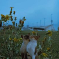 High Cømmissiøner Løk3 (@b_brett2636) 's Twitter Profile