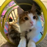 sunami cat (@sunami_cat) 's Twitter Profile