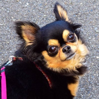 k_fuji23_6_3's profile picture. 横浜DeNAベイスターズ #73 #藤田一也 コーチいつまでも全力応援 / TLに流れるいぬ・ねこを愛でる人 / 愛犬チワワのココ💕2008.6.27-2024.11.17🌈 #秘密結社老犬倶楽部天国支部 #ロウケンズ応援団/つぶやくのをお休み中です ご用の方はDMお願いします🥰 FF外から『いいね』失礼します