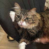 mitty & tangy /α - Λ -γ β³ π (@mittybobitty) 's Twitter Profile
