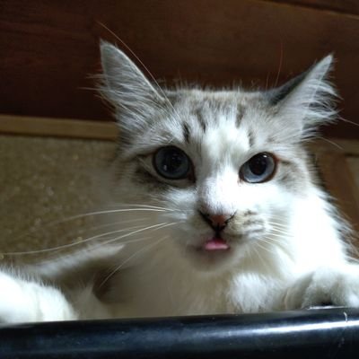 xo5aliOlt31lXUX's profile picture. オタです。ヨロです
猫をこよなく愛する人。
クシエルさんの配信、皆見て下さい お願いいたします 。
  時々愛猫の写真などを投稿します  

時々無言いいねします。ユルチテ
コスプレヤーさんも好きですw
「You Tube某架空コーポレーション所属平社員」