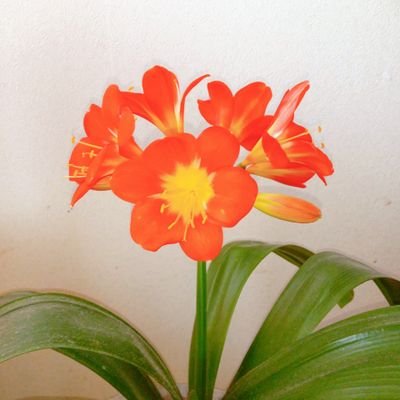 HMHlove13's profile picture. 家庭連合の信教二世です🌿 芸術が好き🎨♪ KPOPアイドルはTWICEとBilllieとNMIXX♡ 1日平均3~4リポストします！　 #참사랑 #頭翼思想  #信教の自由 #家庭連合解散阻止　※無言フォロー失礼します
