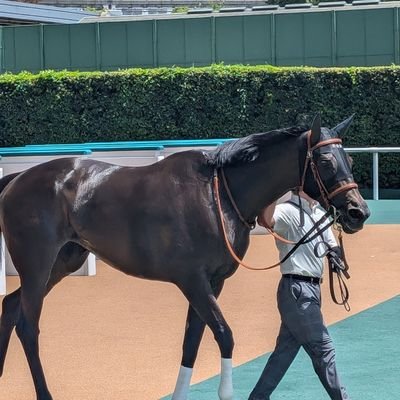 競馬と海と空と航空自衛隊とお花とココアちゃんが大好きです。推しの馬はジェモロジーとハーデスとビヨンちゃんとダノンフェアレディとパンジャタワーです。大好きな厩舎は橋口厩舎。推しは藤岡佑介騎手と大和くん。ハヤヤッコは永遠の推し❤︎ 橋本病で治療中