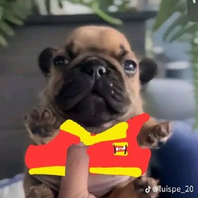 panques44824715's profile picture. Me Gusta mucho grow garden