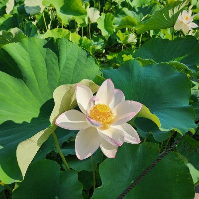 Etsuko503220282's profile picture. I　like　flowers.
lntroducing　recommended　places　and　foods　in　Japan.