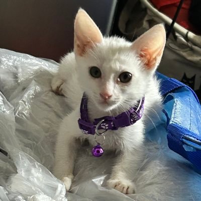 TaracinaMa79358's profile picture. Living for good AU reads 🥰 Fangirling in secret 🤫