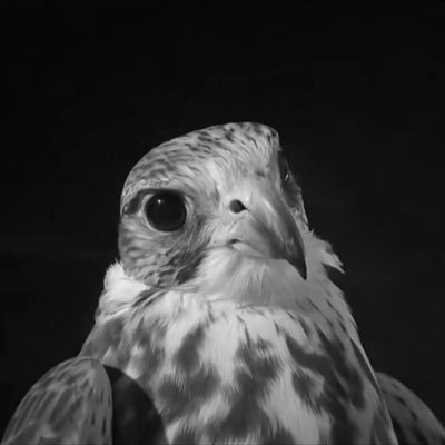 MohmmadAlm21238's profile picture. 