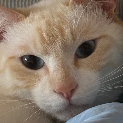( ⸍ɞ̴̶̷ ·̫ ɞ̴̶̷⸌ )さんのプロフィール画像