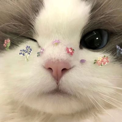 lepussp's profile picture. 