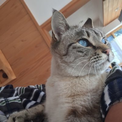 FumiakiAkase's profile picture. おじゃファミ ゴルフ好き酒飲みおじさん ラジオネーム: 緑のタヌキ 前のアカウントに戻れなくなって変更