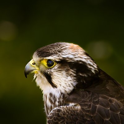 AI2025man's profile picture. Cryptocurrency gold rush ，web3