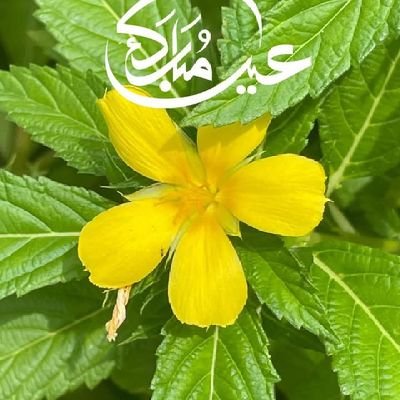 f4ll3nn44's profile picture. 