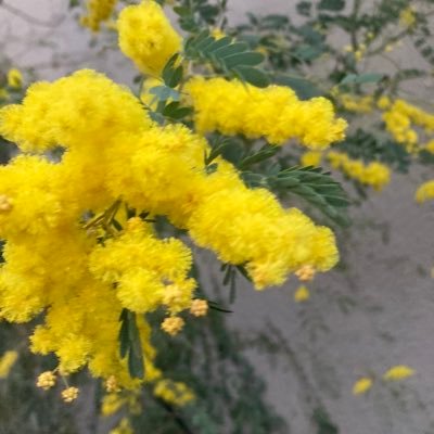 torikoko2727's profile picture. 