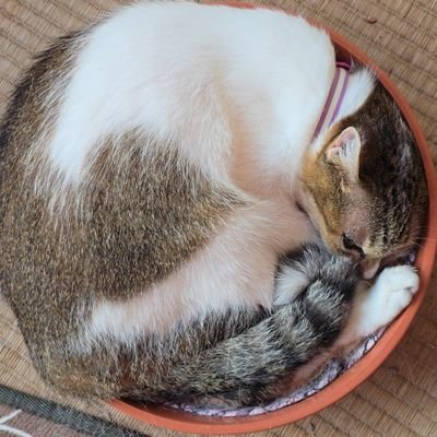 R30が見れます!お気に召しましたらお好きにフォローして下さい。スパ垢っぽかったら〇します。声優🥚垢、🎏🌙雑食。❤は金カム、RTでタイバニ🐰🐯他漫画アニメゲーム猫その他(最近は🦁🐉/🌧⛓️/🌱🏛/👁🪨+👹→💧)諸々しています、お気をつけ下さい( '֊' )※腐・夢・HLOKなオールラウンダー