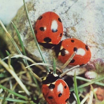 nendoschin's profile picture. 