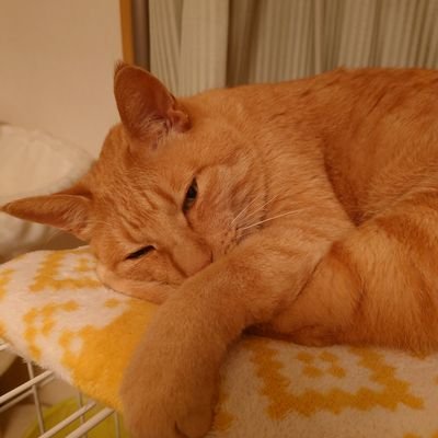 本アカがログインできなくなってしまったのでサブアカ作りました
何かあった時のため今後もこちらは残していきます