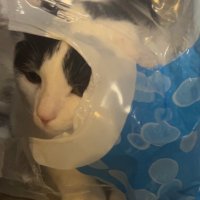 Aquaz (@aquazino) 's Twitter Profile