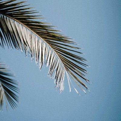 NailaAshifa's profile picture. 