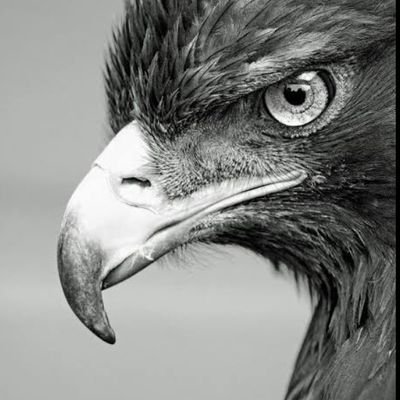 GIZERIC's profile picture. 