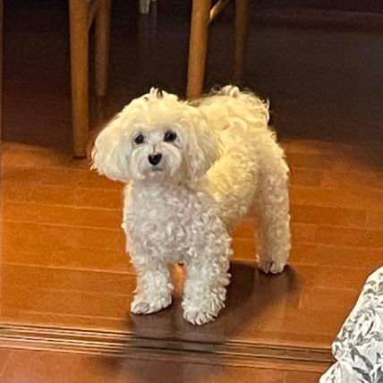 923kttk's profile picture. 堺市生まれ豊橋市出身横浜市在住
名古屋などにも居住歴//
主に関東、中部、関西//
鉄道、地理などが好き