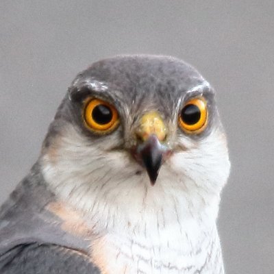 2021年 野鳥に目覚める
野鳥大好きオジサンです
北海道で野鳥をメインに撮影しています
Canon eos7d /SIGMA150-600㎜ F5-6.3 DG OS HSM Contemporary
Canon EF70-200㎜ F2.8L ISⅡ USM