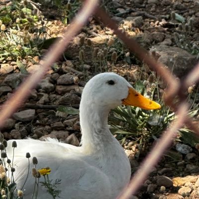 balearic0's profile picture. ingeniero de software interesado en economía y política