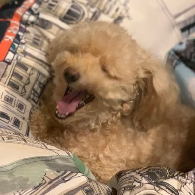 uuybuuy's profile picture. mihoyo art acc | main: @yoberrystrawgur