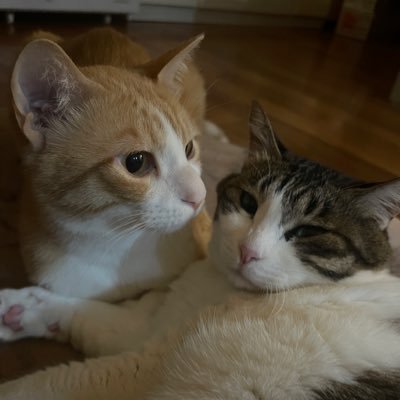🐈‍⬛まゆまろ🐈‍⬛さんのプロフィール画像