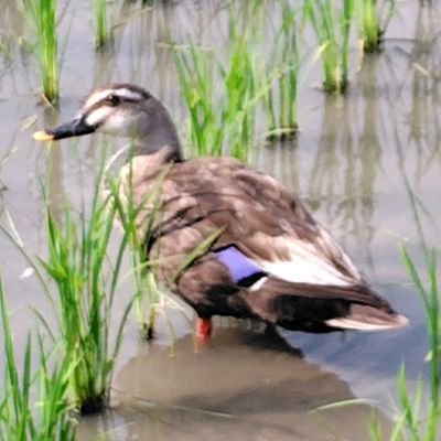 もりぴー🦆さんのプロフィール画像