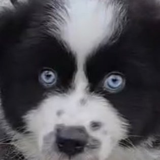 Name, Nokka
Breed, Miniature American Shepherd
Color, Bi-black